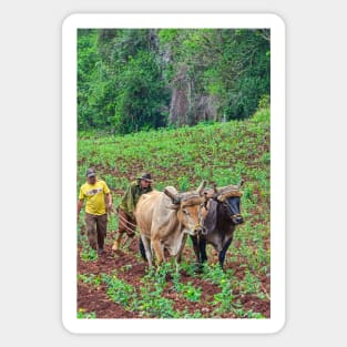 Farmers, Vinales, Cuba Sticker